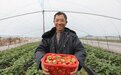 江西东乡：草莓丰收绽笑颜