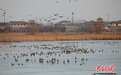 见证河北生态之变：珍稀动物频现 冬候鸟“乐不思蜀”