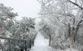 美！张家界天门山迎来2023年第一场雪