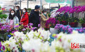 河北石家庄：鲜花俏销迎新春