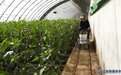 “甩手掌柜”当起来！白银靖远设施蔬菜生产机械化