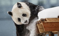 无力承担饲养费用 芬兰动物园拟将两只大熊猫提前归还中国