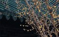 最高14℃！宿迁天气持续晴好、气温继续回升