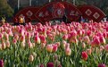 2023年的第一个郁金香花海来了！