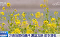春天在哪里？陇上江南万亩油菜花“拍了拍”你