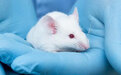 “迷你人脑”听过没？科学家首次用它修复老鼠脑损伤