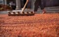 茅台集团红缨子公司计划供应3000吨红缨子高粱种