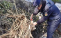 南昌县一小区业主擅自砍树被罚1.6万元 城管部门提醒：乱砍滥伐必追究