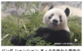 集全日本宠爱于一身，熊猫香香下周回国，它不只是可爱而已……