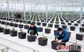 张掖甘州建六大"百亿级集群" 打造现代农业"聚变"平台