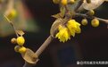 腊梅不是梅？这些梅花品种你能分辨吗？一起奔赴河北“梅”好春光