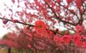 枝头春意闹 梅花次第盛开