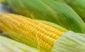 西农大专家团队发现玉米小斑病感病新基因