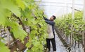 河北唐山：大棚葡萄春管忙