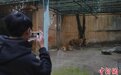 广西柳州动物园回应狮子“瘦骨嶙峋”质疑 年迈导致消瘦