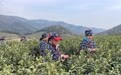 2023年福泉山茶场“头茶”开采  比去年提前十天左右