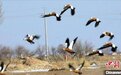 近万只赤麻鸭齐聚内蒙古杭锦淖尔自然保护区