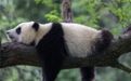 大熊猫“乐乐”死因已初步确定：心脏病变