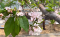 郏县：车厘子花开 好日子自来