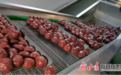 白银靖远红枣企业忙生产 引领群众“枣”致富