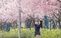 赣州蓉江新区：樱花烂漫醉游人（图）