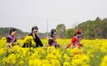 油菜花开美如画