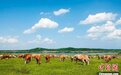 吉林省肉牛集群全产业链产值达2000亿元