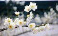 春暖花开时 注意预防鼻炎、哮喘、结膜炎