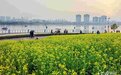 南昌：踏青赏花 家门口“遇见”春天（图）