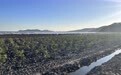 海丰实施湿地红树林营造项目 描绘“绿美”新画卷  呵护“海洋绿肺”