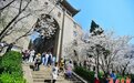 盛放！花海！武大迎来首批赏樱客