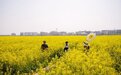南昌县银三角：油菜花开赚足人气 乡村旅游盘活经济