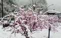 鲁山迎来三月桃花雪