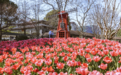 5万余株郁金香浪漫来袭