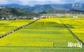 湖北：油菜花开满地金