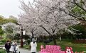 堤角公园看樱花云兴霞蔚