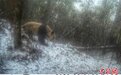 四川瓦屋山：野生大熊猫频繁出没