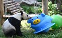 探访南昌动物园熊猫馆：伙食好胃口好 “美灵”生活美滋滋（图）