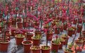 武汉国樱新品种“八楚”争妍！两个品种率先上市