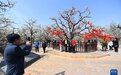 河南宁陵：梨园花海引客来