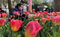 展出至4月10日！郑州人民公园郁金香花展开幕