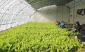 （为了大地丰收）2023年吉林省计划新建温室大棚3万亩以上