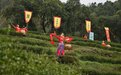 2023安徽·石台硒茶开采