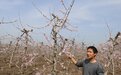 河南鲁山：“直立型”桃树增产增收