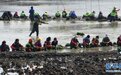 河南开封：湖底种水草 改善水生态