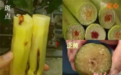 “清明蔗毒过蛇”是真的吗？甘肃温馨提示看“蔗”儿