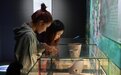 吉林大学展出考古实证下的东北史前生活