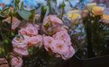 逛花市、吃美食……“白加黑”合肥海卉花市真宝藏！