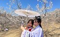 吉林洮南首届杏花节开幕 游人尽享花海魅力