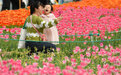 看！郁金香花海